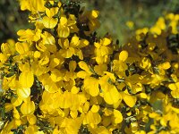 Calicotome villosa 3, Saxifraga-Piet Zomerdijk