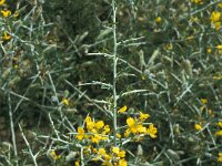 Calicotome villosa 32 Saxifraga-Jan van der Straaten