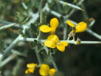 Calicotome villosa 33, Saxifraga-Jan van der Straaten