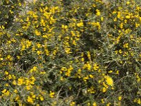 Calicotome villosa 6, Saxifraga-Jan van der Straaten
