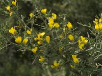 Calicotome villosa 9, Saxifraga-Jan van der Straaten