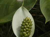 Calla palustris 11, Slangenwortel, Saxifraga-Jan van der Straaten