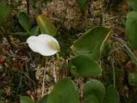 Calla palustris 2, Slangenwortel, Saxifraga-Dirk Hilbers
