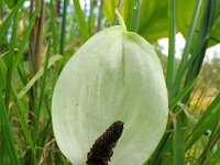Calla palustris 22, Slangenwortel, Saxifraga-Rutger Barendse