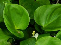 Calla palustris 28, Slangenwortel, Saxifraga-Ed Stikvoort