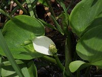 Calla palustris 3, Slangenwortel, Saxifraga-Rutger Barendse