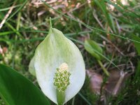 Calla palustris 5, Slangenwortel, Saxifraga-Jasenka Topic