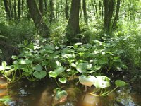 Calla palustris 8, Slangenwortel, Saxifraga-Rob Felix : Plantae, Plants, planten