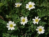 Callianthemum coriandrifolium
