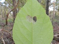 Callicarpa bodinieri