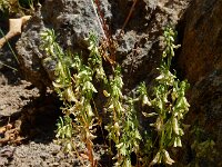 Callipeltis cucullaris 2, Saxifraga-Ed Stikvoort