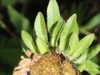 Callistephus chinensis