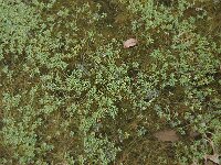 Callitriche brutia