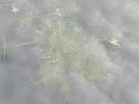 Callitriche brutia 2, Haaksterrenkroos, Saxifraga-Rutger Barendse
