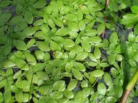 Callitriche obtusangula 2, Stomphoekig sterrenkroos, Saxifraga-Rutger Barendse