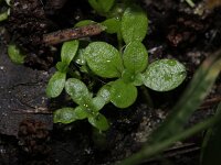 Callitriche stagnalis
