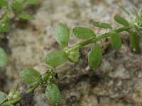Callitriche stagnalis 2, Gevleugeld sterrenkroos, Saxifraga-Rutger Barendse
