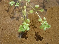 Callitriche stagnalis 5, Gevleugeld sterrenkroos, Saxifraga-Santos Cirujano Bracamonte