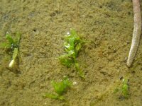Callitriche truncata,Short-leaved Water-starwort