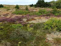 Calluna vulgaris 100, Struikhei, Saxifraga-Hans Boll
