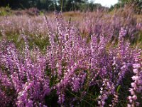 Calluna vulgaris 104, Struikhei, Saxifraga-Ed Stikvoort