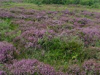 Calluna vulgaris 105, Struikhei, Saxifraga-Ed Stikvoort