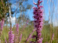 Calluna vulgaris 109, Struikhei, Saxifraga-Ed Stikvoort