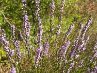 Flowering heather plant (Calluna vulgaris)  Flowering heather plant (Calluna vulgaris) : blooming, calluna vulgaris, flora, floral, flower, flowering, flowers, heath, heather, in bloom, in flower, natural, nature, plant, purple, summer, summertime, vascular plant