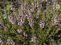 Calluna vulgaris 117, Struikheide, Saxifraga-Willem van Kruijsbergen