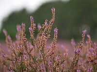 Calluna vulgaris 12, Struikhei, Saxifraga-Tom Heijnen