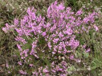 Calluna vulgaris 13, Struikhei, Saxifraga-Peter Meininger