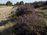 Calluna vulgaris 15, Struikhei, Saxifraga-Jan van der Straaten