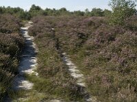 Calluna vulgaris 18, Struikhei, Saxifraga-Jan van der Straaten