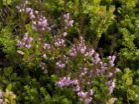 Calluna vulgaris 25, Struikhei, Saxifraga-Willem van Kruijsbergen