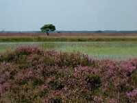 Calluna vulgaris 3, Struikhei, Saxifraga-Hans Dekker