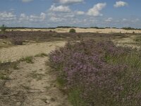 Calluna vulgaris 38, Struikhei, Saxifraga-Marijke Verhagen