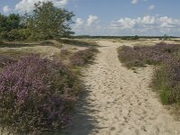 Calluna vulgaris 39, Struikhei, Saxifraga-Marijke Verhagen