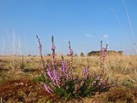Calluna vulgaris 41, Struikhei, Saxifraga-Hans Dekker