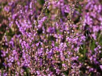 Calluna vulgaris 42, Struikhei, Saxifraga-Bart Vastenhouw