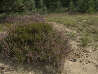 Calluna vulgaris 45, Struikhei, Saxifraga-Jan van der Straaten