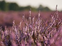 Calluna vulgaris 5, Struikhei, Saxifraga-Tom Heijnen