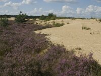 Calluna vulgaris 51, Struikhei, Saxifraga-Marijke Verhagen