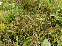Calluna vulgaris 7, Struikhei, Saxifraga-Jan van der Straaten