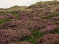 Calluna vulgaris 74, Struikhei, Saxifraga-Hans Boll