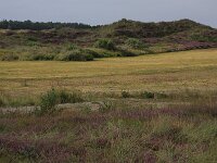 Calluna vulgaris 76, Struikhei, Saxifraga-Hans Boll