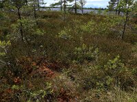 Calluna vulgaris 83, Struikhei, Saxifraga-Hans Boll