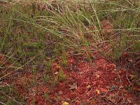 Calluna vulgaris 84, Struikhei, Saxifraga-Hans Boll