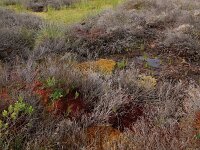 Calluna vulgaris 88, Struikhei, Saxifraga-Hans Boll