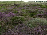 Calluna vulgaris 93, Struikhei, Saxifraga-Hans Boll