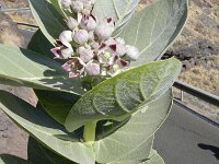 Calotropis procera